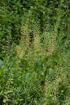 Roadside pennycress 